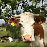 Konis - Barrierearm Rangersdorf