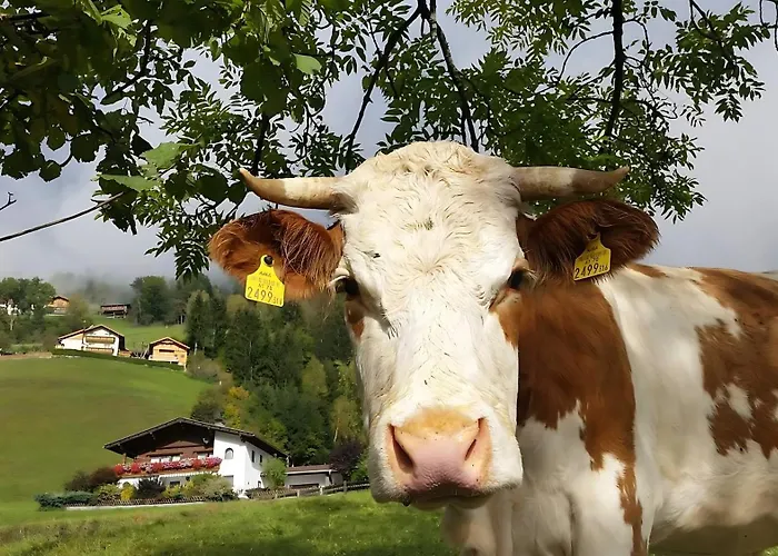 Konis Apartament Rangersdorf